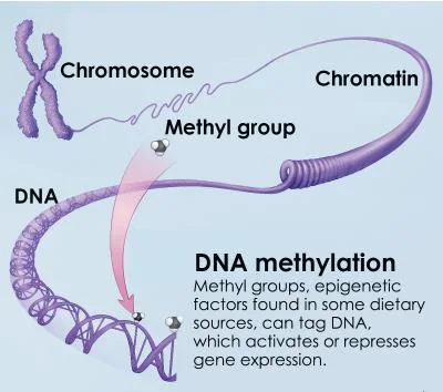 DNA methylation: Introduction to Longevity