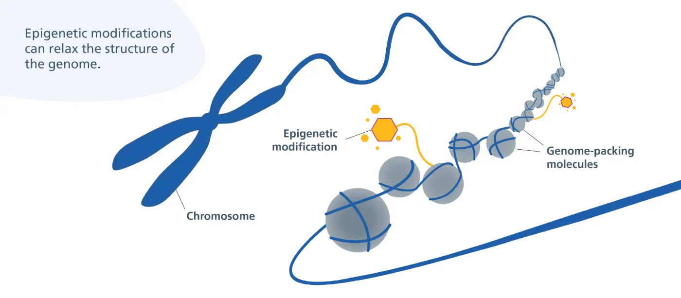 Epigenetics: Introduction to Longevity