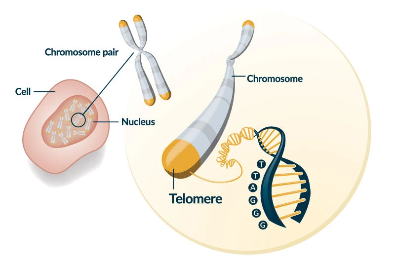 Telomere biological age test used in longevity medicine